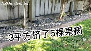 果树还能这么种，3平方挤5 棵，长得还都挺好