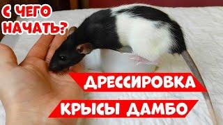 ДРЕССИРОВКА КРЫСЫ ДАМБО | С ЧЕГО НАЧАТЬ?