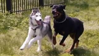 Meet Mishka the Talking Husky's Boyfriend!