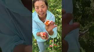 #Little red apricots fresh fruits are hung on the yellow cart below the video
