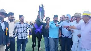 STALLION category horse show /// marwari horse show Jodhpur 2023