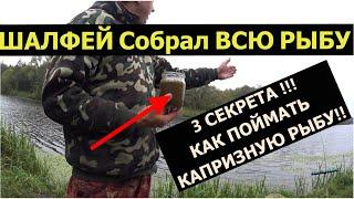 АТТРАКТАНТ-ШАЛФЕЙ- ЛУЧШАЯ АРОМА ДЛЯ РЫБАЛКИ.СЕКРЕТ В НАСАДКЕ