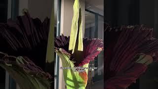 Corpse Flower Plant Pollination