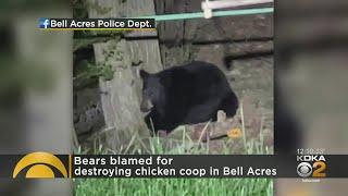 2 Black Bears Spotted In Bell Acres