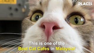 One of the Best Cat Cafes in Malaysia!