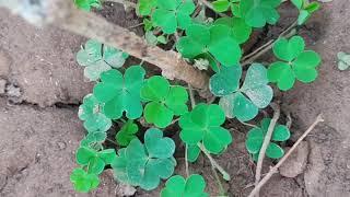 Beautiful plant..So many hearts | plant leaves heart shaped