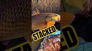 this spot is LOADED with FISH! #fishing #fun #outdoors #fishinglife #fish #redfish #texas #gulf #tx
