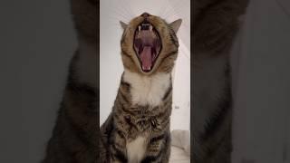 The sounds of waking up next to Marley