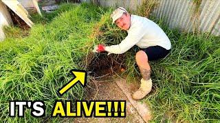 This was LIVING right under their FEET! - I gave this FAMILY a fresh start