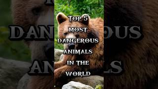 Top 5 most dangerous animals in the world #shorts #trending #viral