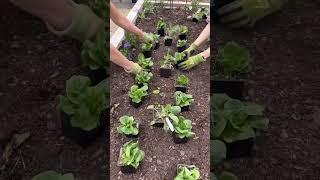 Come with me as we plant a beautiful kitchen garden for the spring season #garden #spring #planting