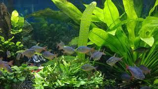 Colombian Tetras