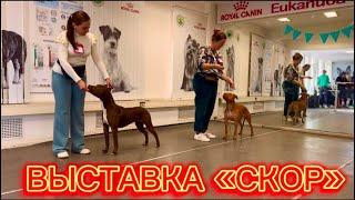 ВЫСТАВКА «СКОР» МОСКВА…НОВЫЙ АВТОМОБИЛЬ…ВЗЯТКА ВИКТОРИИ ХЕНДЛЕР…#grafbalas #dog #скор