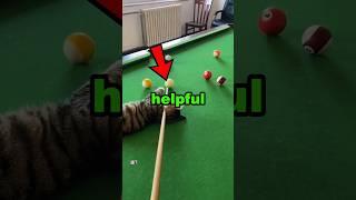 Cats Being HELPFUL #animal #cat #helpful