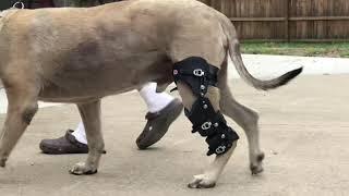 Posh Dog Knee Brace