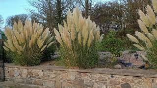 update easy to train pampas grass