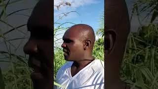 NOW WAY!!  Is LEMON GRASS really DIFFERENT from FEVER GRASS?