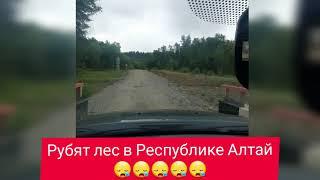 Республика Алтай! Рубят лес... Бийка, Курмач-Байгол, Турочак, алтайцы, челканцы