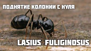 ПОДНЯТИЕ КОЛОНИИ lasius fuliginosus. Пахучий древесный муравей. Часть 1