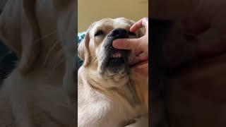 ||#shorts #shortsfeed #doglover #dog #labrador #love #cute #funny #labradorlovers #adorable #viral