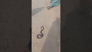 Black Cobra king Cobra|10 fit Long Cobra king | کالا ناگ