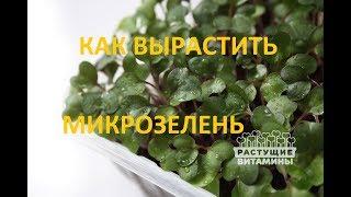 #экочервь Как вырастить микрозелень. Микрозелень в домашних условиях. microgreens