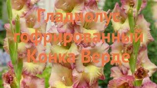 Гладиолус гофрированный Конка Верде (gladiolus)  обзор: как сажать, луковицы гладиолуса Конка Верде