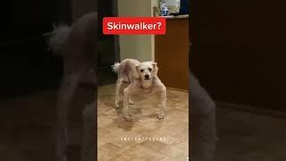 Skinwalker ?? #shorts #scary #skinwalkers