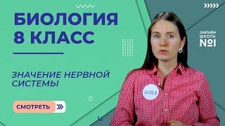 Значение нервной системы. Строение нервной системы. Видеоурок 28. Биология 8 класс