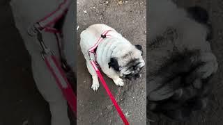 I am your doggy #pug #dog #shorts