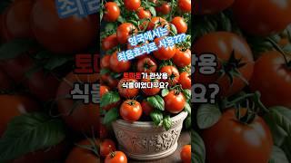 관상용 식물이었던 토마토에 대한 오해와 진실 | 영국에서는 최음효과가 있다고 여겨진 토마토 #상식 #지식정보 #shorts