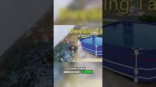 Breeding Koi Fish: Tips for Success
