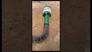 wow amazing snake trap #nature#snake #snakevideo #viralvideo #video #shorts  #animals