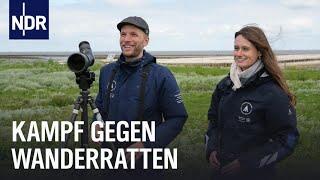 Seevögel in Gefahr: Wanderratten bedrohen Hallignatur | Die Nordreportage | NDR Doku