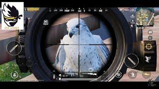 HOW TO GET COMPANION IN PUBG MOBILE | COMPANION EAGLE IN PUBG MOBILE ? |SECRET LOCATION OF EAGLE