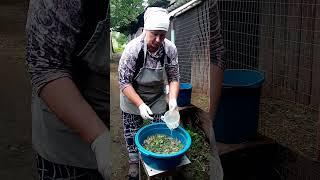 Секрет ЯЙЦЕНОСКОСТИ круглый год.