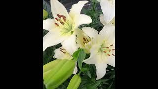 Lilia Azjatycka Lilium 'White County' ️🪴 Zobacz jak wygląda  - CEBULE które KWITNĄ -