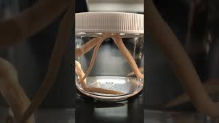 Animal Jar Lab: Platyhelminthes (flatworms)