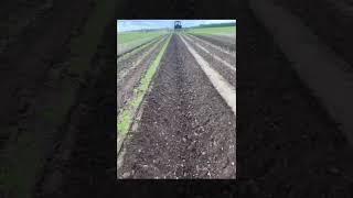 Bineuse ROBOCROP carottes