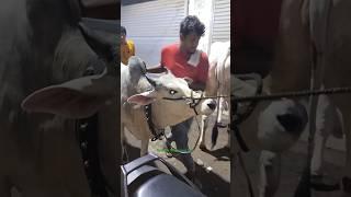 Zara Entry Most Dangerous and Biggest Haryana Cow of Topsia in Kolkata for 2025#viral #trending