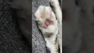 Cat Paws  (Nuka) #shorts