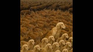 Mysterious Saluki Pack Moving in Perfect Sync