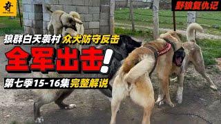 大型紀錄片【野狼復仇記】第七季15-16集，犬舍五犬混戰，狼群即將來襲，狼群白天進村突襲，全村守衛犬出擊#坎高犬#狼#牧羊犬#狗#狼群#土耳其#动物世界#動物解説#動物世界