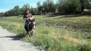 Езда на ишаке ( Ауди ) Driving on the donkey ( Audi )