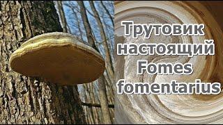 Трутовик настоящий Fomes fomentarius Видео определитель Первичная обработка при сборе