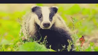 Save The Badgers -