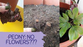 TIPS FOR PLANTING PEONY TUBERS IN POTS: SECRETS OF PLANTING PEONY. Why peony is not blooming?