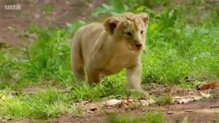 BBC The Zoo, Series 1, episode 11 Into the Lion's Den