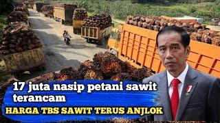 BERITA SAWIT,INFO SAWIT ll HARGA SAWIT HARI INI  UPDATE HARGA TBS SAWIT TERBARU,SAWIT ANJLOK