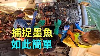 出海捕捉墨魚，不用誘餌卻收穫滿滿